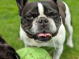 VOTE NOW!!! Frenchie of the Month ~ May 2020 ~ Favorite Picture