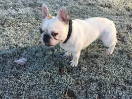 4 Paw Members!!! Please vote for our Frozen Frenchies!