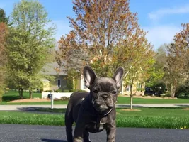 4 PAW MEMBERS!!!  Please vote for the Summertime Frenchies!