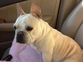 ~Alicia~French Bulldog Available for Adoption in Virginia