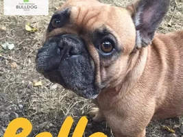 ~Bella~French Bulldog Available for Adoption in Oregon