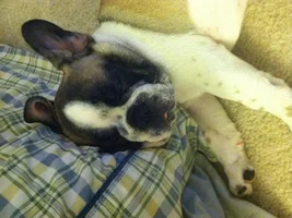 Wilbur's sleeping positions