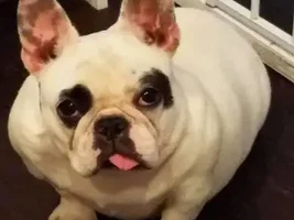 ~Charlie~French Bulldog Available for Adoption in Ohio