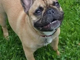 ~Sullivan~French Bulldog Available for Adoption in Nebraska