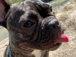 Meet Myla the Frenchie