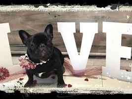 February 2015 Frenchie of the Month Contest ~ENTER HERE~