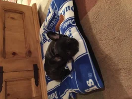 Excited New Frenchie owners