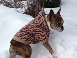 Buster Helps Mama Move Snow