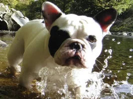 4 PAW MEMBERS!!! Vote for October Frenchie of the Month!!!
