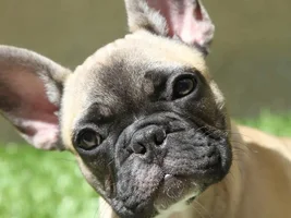 4 month old French Bulldog- show me your pictures!!