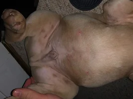 Red itchy skin - 15 week old male Frenchie