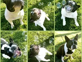 Wally vs bubbles