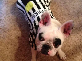 Halloween Costumes 2014