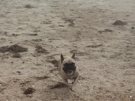 Meet up with over 100 Frenchies!