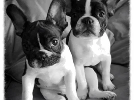 VOTE for September 2013 Frenchie of the Month!
