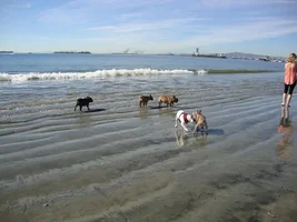 Frenchie Meet up group event this weekend Dec 1st