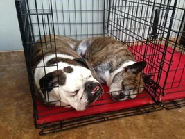 Two Pooped Pups!!!