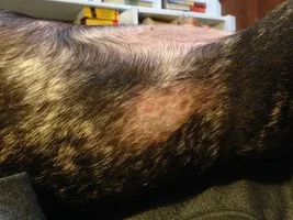 Yikes! Infected genital area?! *Pics of Pope*