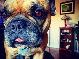 ~ENTER HERE~ Frenchie of the Month Contest ~ It's October!