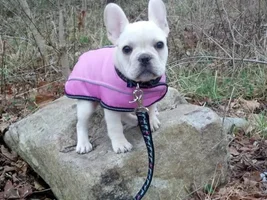 Let's post some puppy pictures!!