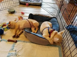 Sleepy siblings
