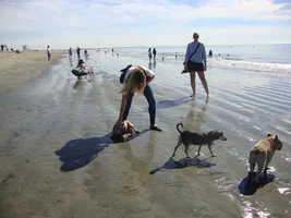 Frenchie Meet up group event this weekend Dec 1st