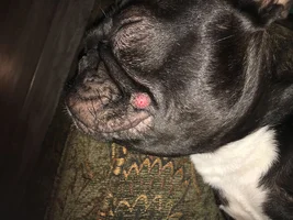 Red bump on my puppers cheek