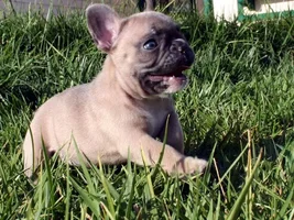 Anyone Have Pictures Of Your Frenchie's Parents???