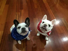 Any senior frenchies?
