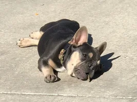~ENTER HERE~ July Frenchie of the Month Contest ~ Summertime Frenchies