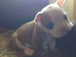 Anyone Have Pictures Of Your Frenchie's Parents???