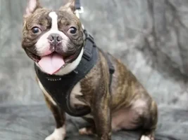 Miles~~Available For Adoption in Eastern USA