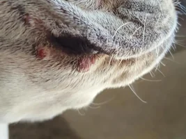 Puppy Pimples?