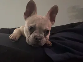 Hello 👋🏻 new here and new to Frenchie’s