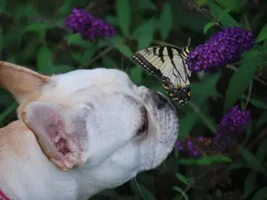 August Frenchie of the Month .... 4 Paw Members Please VOTE!