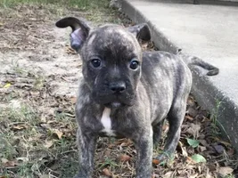 ~Rita~French Bulldog Mix Available for Adoption in Texas