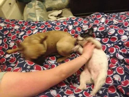 Winston & Hugo