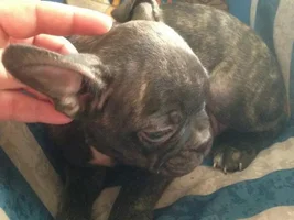 Frenchie or Boston?