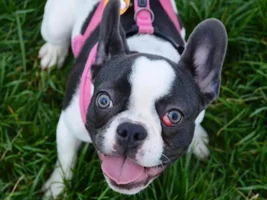 September 2014 Frenchie of the Month Contest ~ENTER HERE~