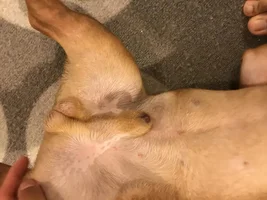 My Frenchies Belly is turning black a blue!