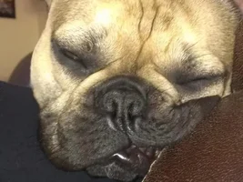 Zzzzzz....