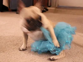 Baby Bisou isn't a baby anymore...