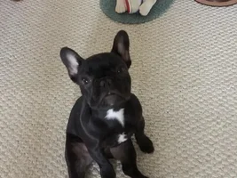 4 Paw Members, PLEASE VOTE for your favorite Turkey Legs!
