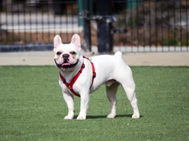 Hello, Frenchie Lovers