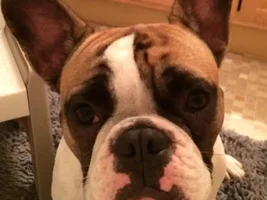 February 2014 ~ Frenchie of the Month Contest ~ ENTER HERE ~