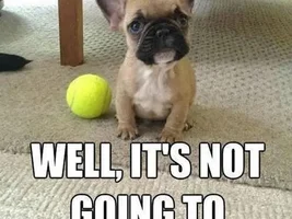 Frenchie Memes! Show me your faves!