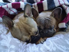 VOTE NOW! For your favorite Lazy Frenchies!!!