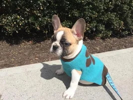 4 Paw Members, Please vote for July Frenchie of the Month!