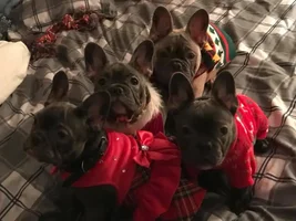 Frenchie Christmas Photos