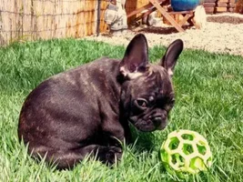4 Paw Members, Please vote for June Frenchie of the Month!